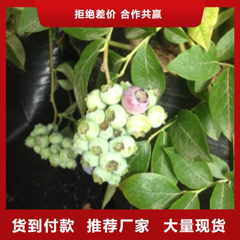蓝莓苗泰山景松造型景松符合行业标准