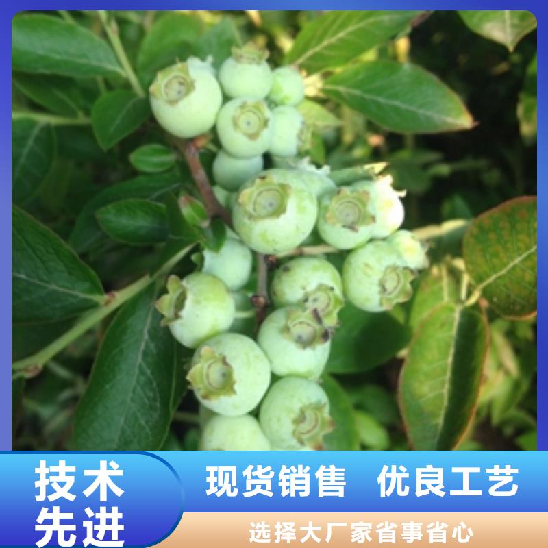 蓝莓苗泰山景松造型景松符合行业标准