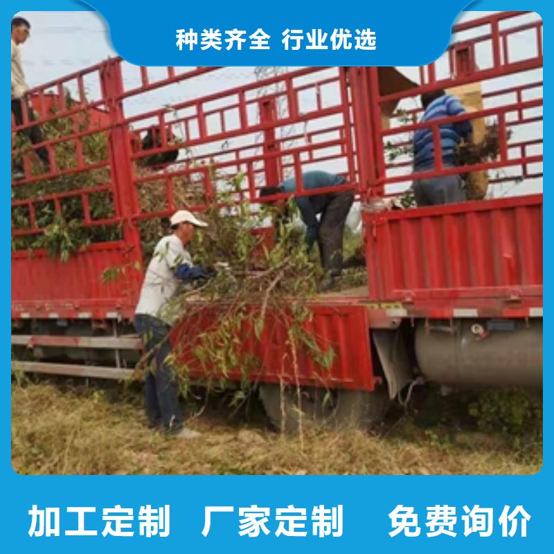 桃树核桃苗樱花苗长果桑树苗选择我们没错