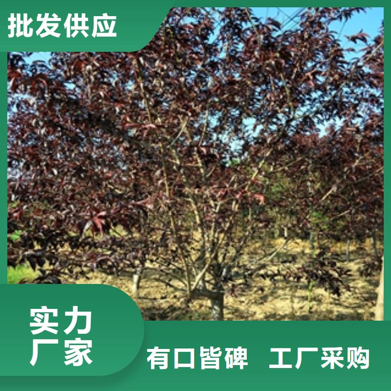 【桃树蓝莓苗敢与同行比质量】