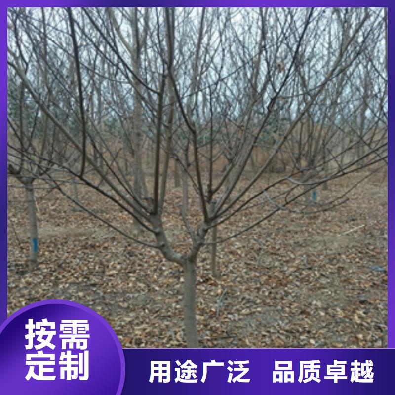 【桃树蓝莓苗敢与同行比质量】