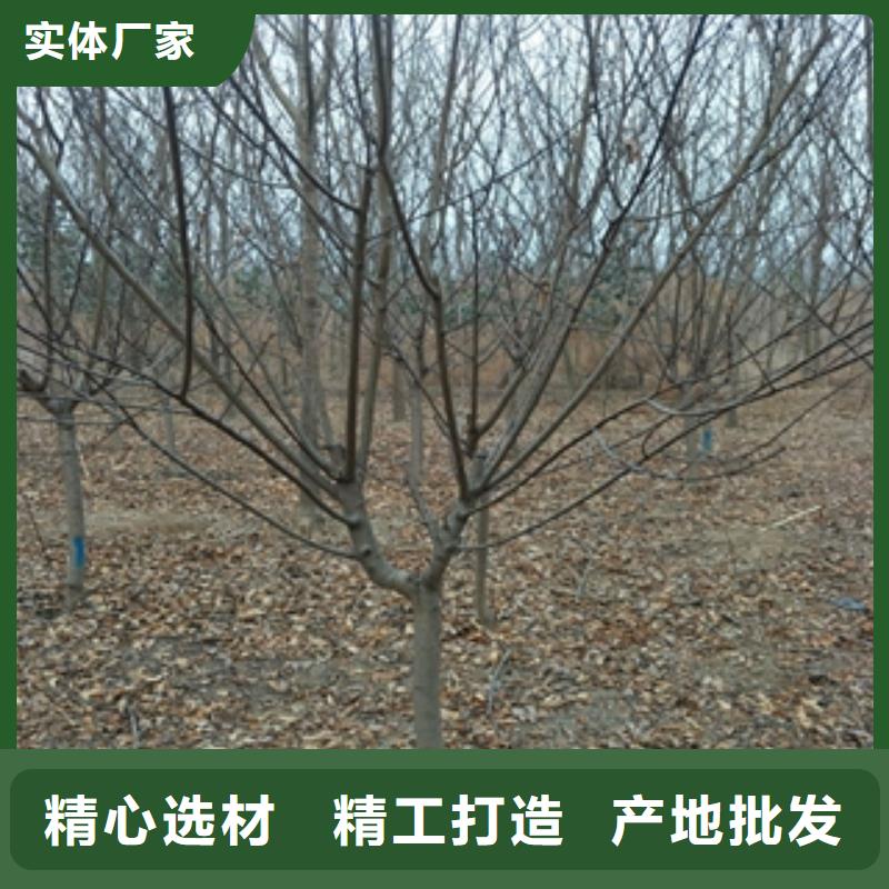 【桃树,核桃苗樱花苗长果桑树苗支持大批量采购】