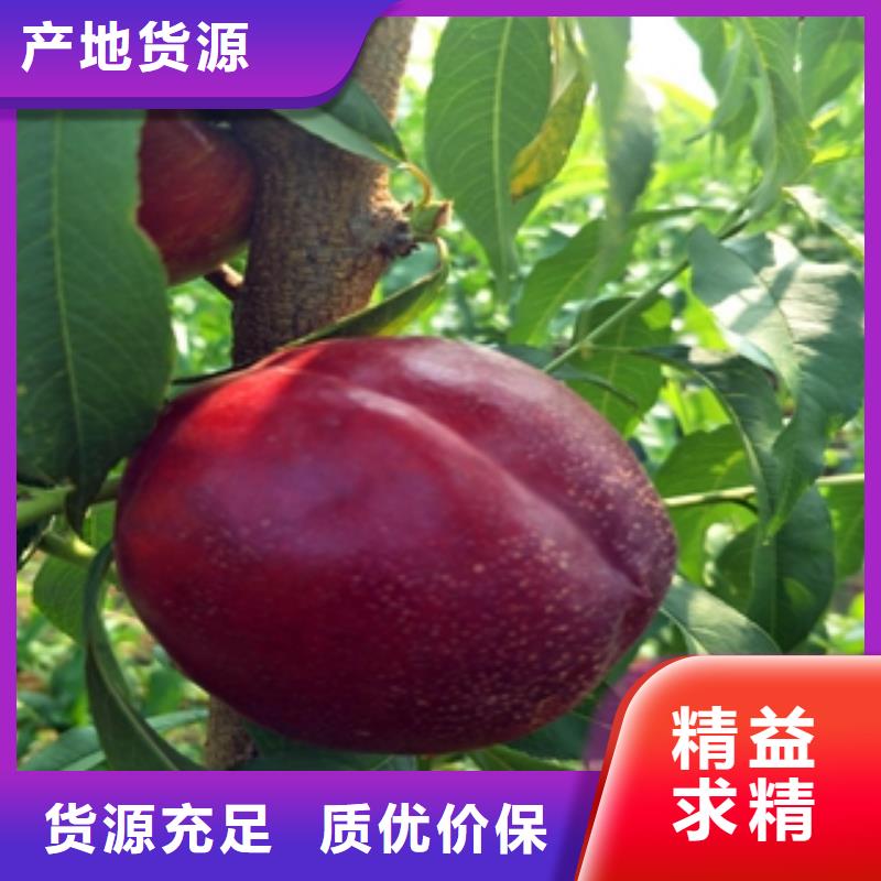 【桃树蓝莓苗敢与同行比质量】