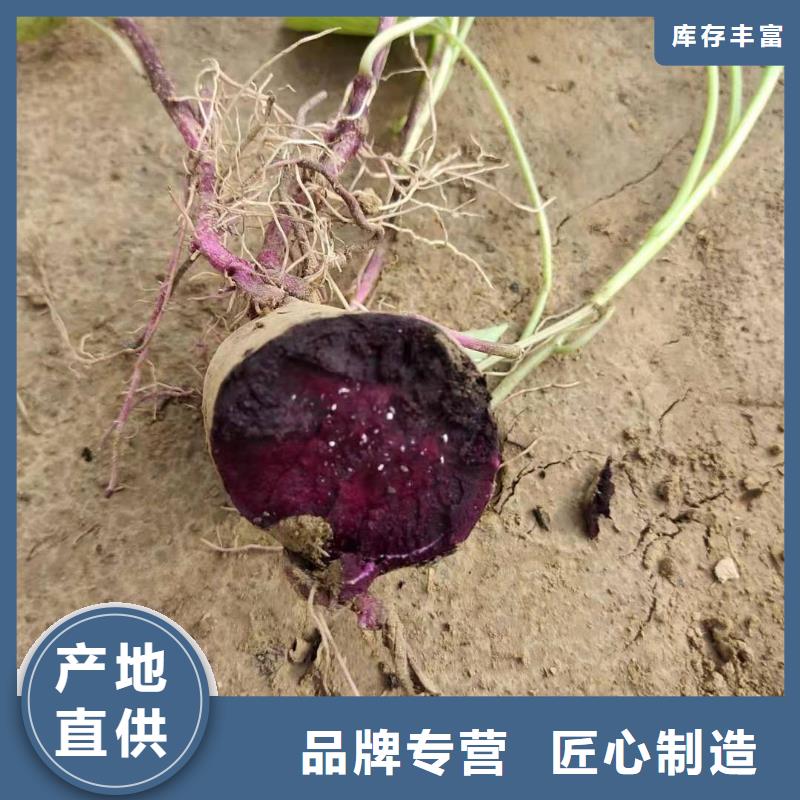 紫薯苗（济黑2号上市）厂家联系电话