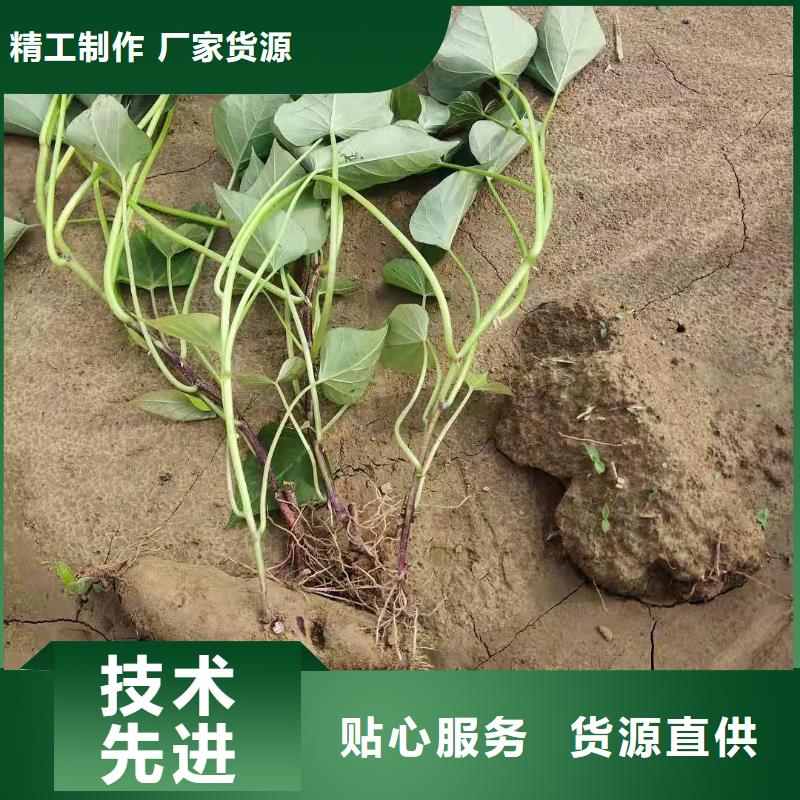 济黑1号紫薯苗专业合作社