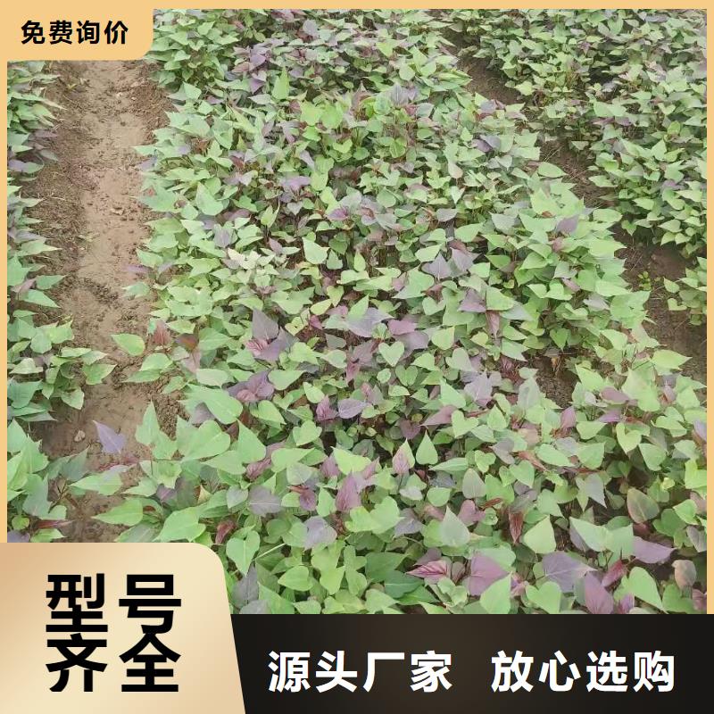枣庄定做紫红薯苗销售