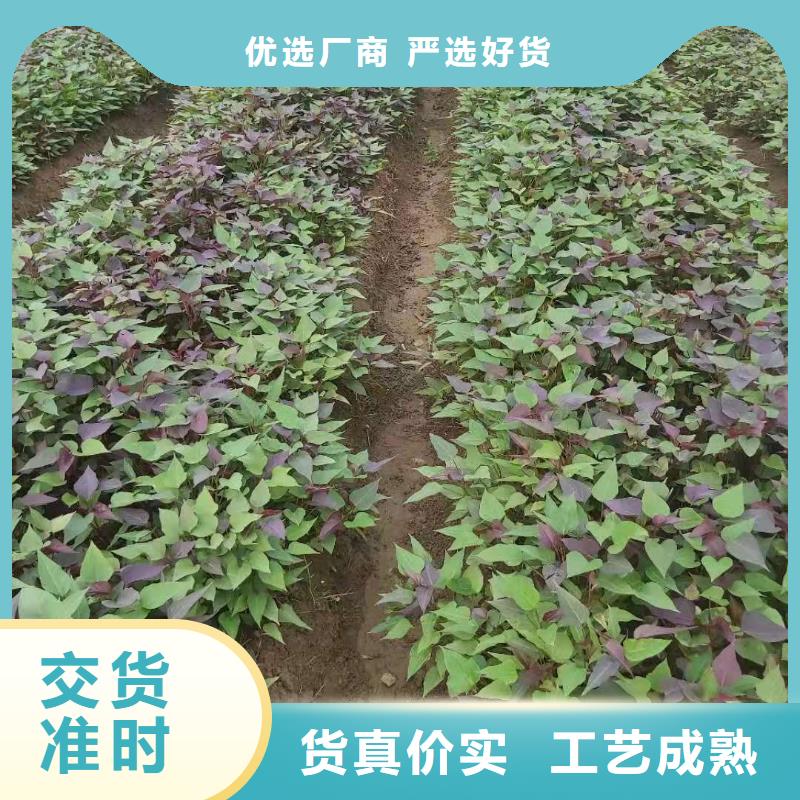 高产脱毒紫薯苗（绫紫)培育方法和时间