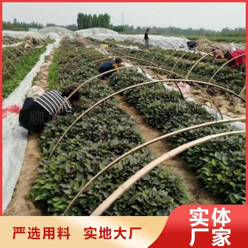 【紫薯苗】,羽衣甘蓝粉服务至上