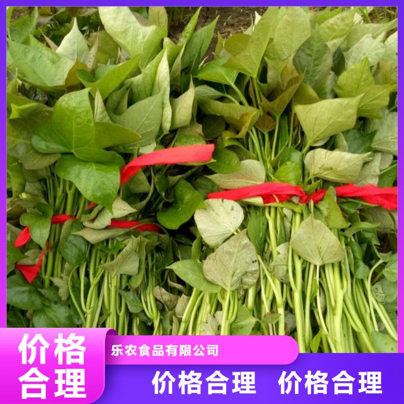 高产脱毒紫薯苗(凌紫品种)怎么栽