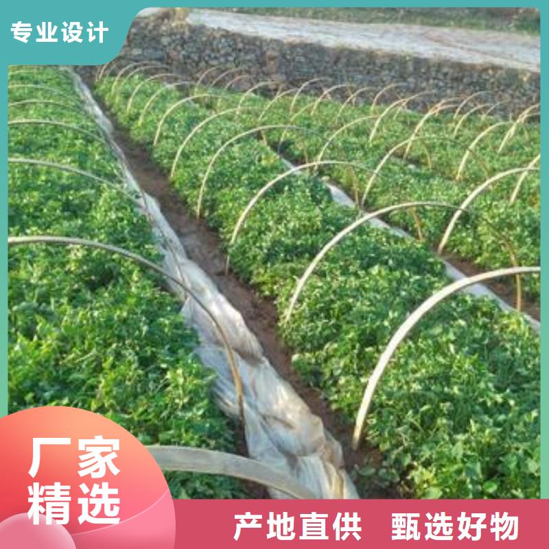 麦茬苗普薯32号（红薯苗）培育方法和时间