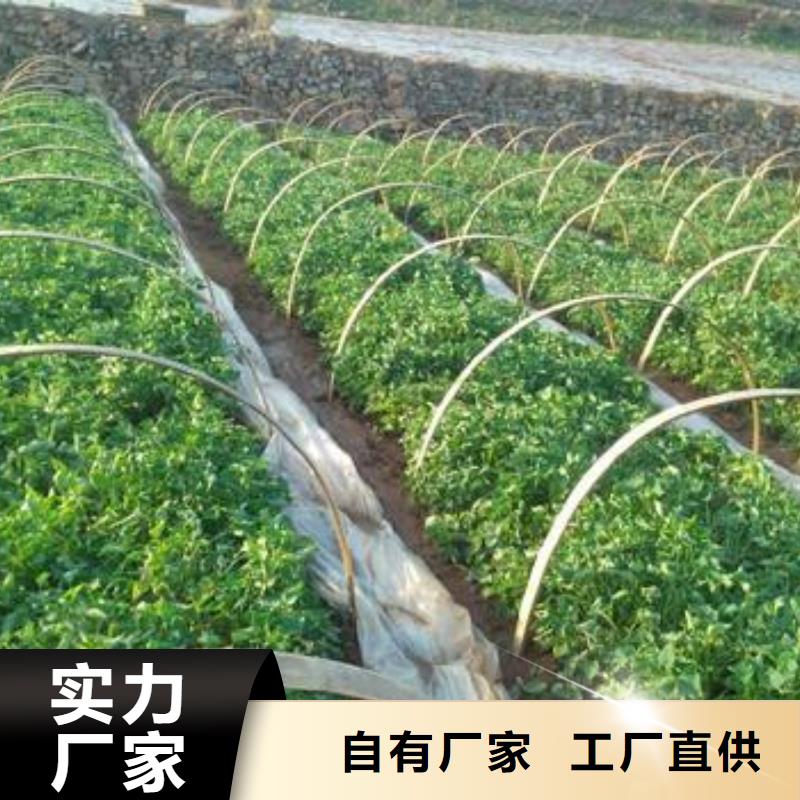 济黑1号紫薯苗专业合作社