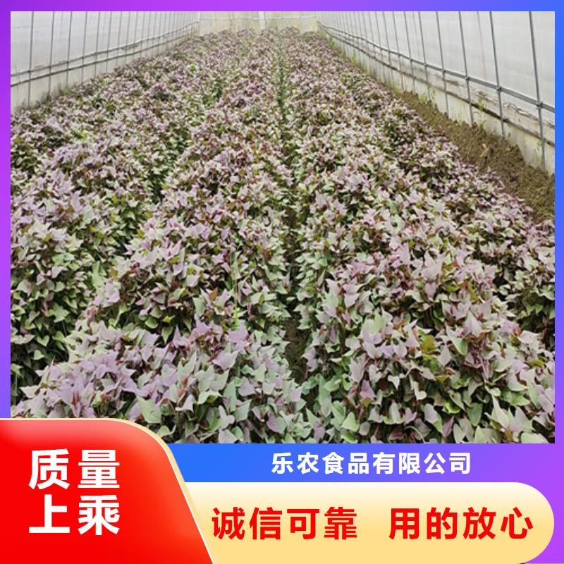 高产红薯苗(预售中)种植禁忌