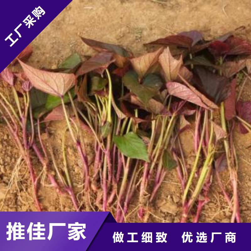 枣庄定做紫红薯苗销售