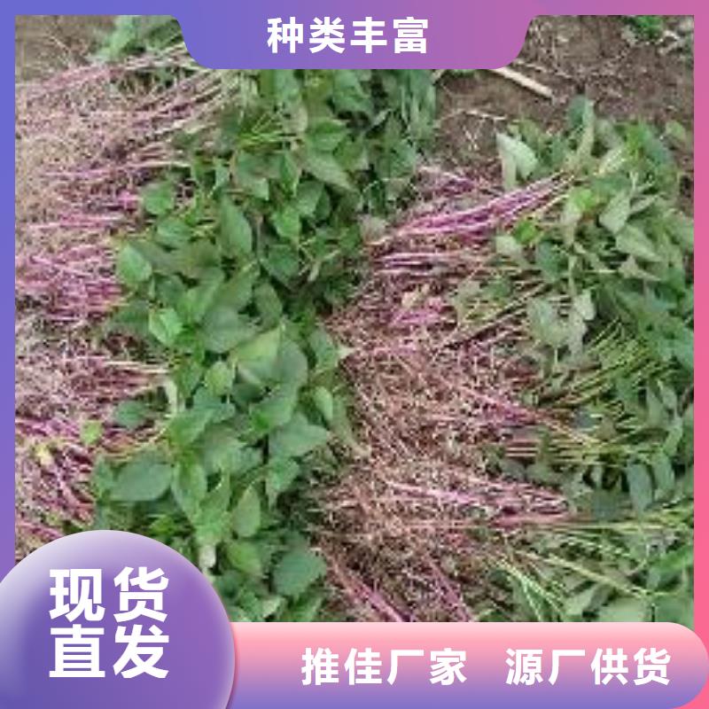 品质有保障【乐农】济黑2号紫薯苗自产自销