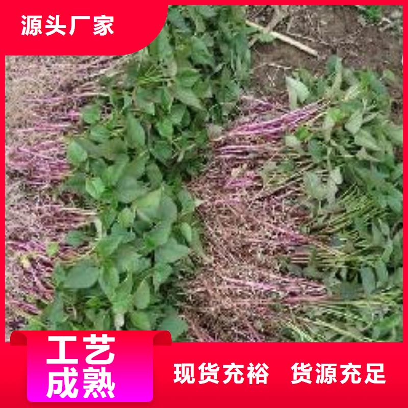 【舟山】现货紫薯种子供应