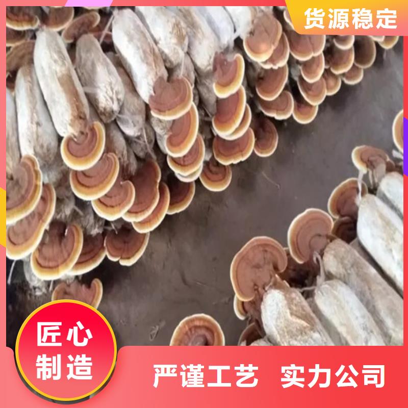 煲汤灵芝库存充足