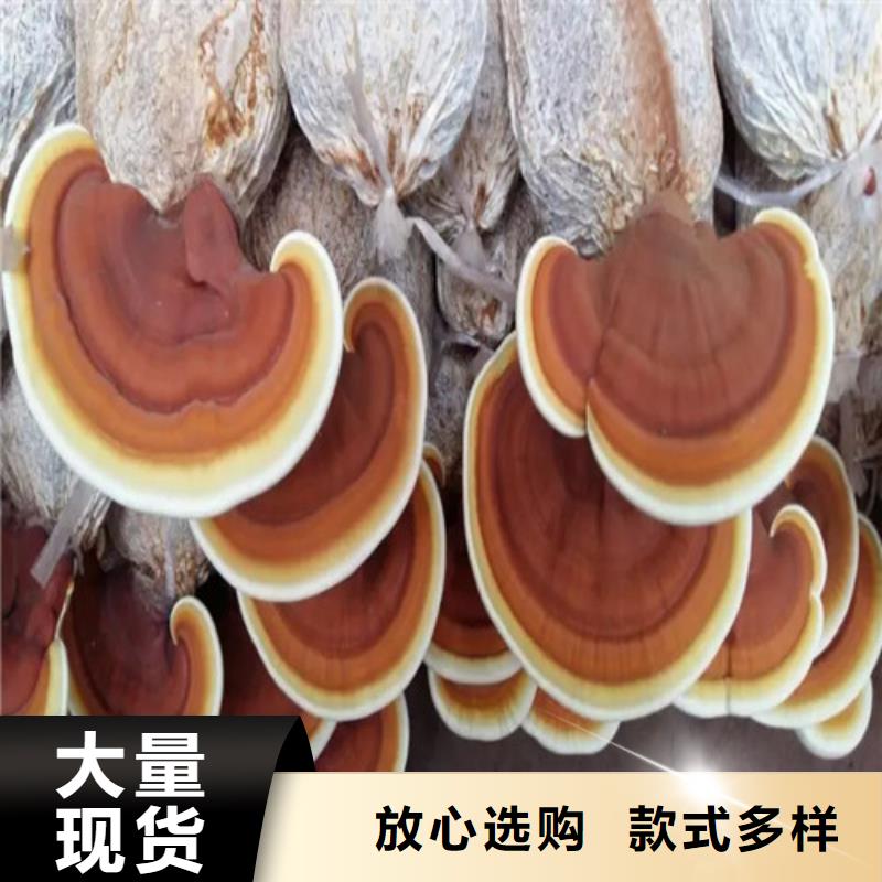 
灵芝粉厂家直销-型号齐全