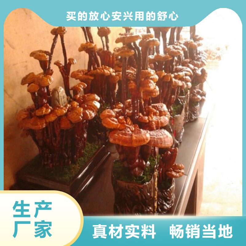 选购孢子灵芝找云海灵芝种植专业合作社