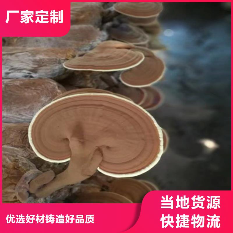 灵芝怎么食用全国发货