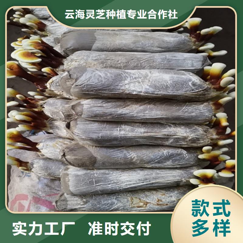 灵芝怎么吃好吃