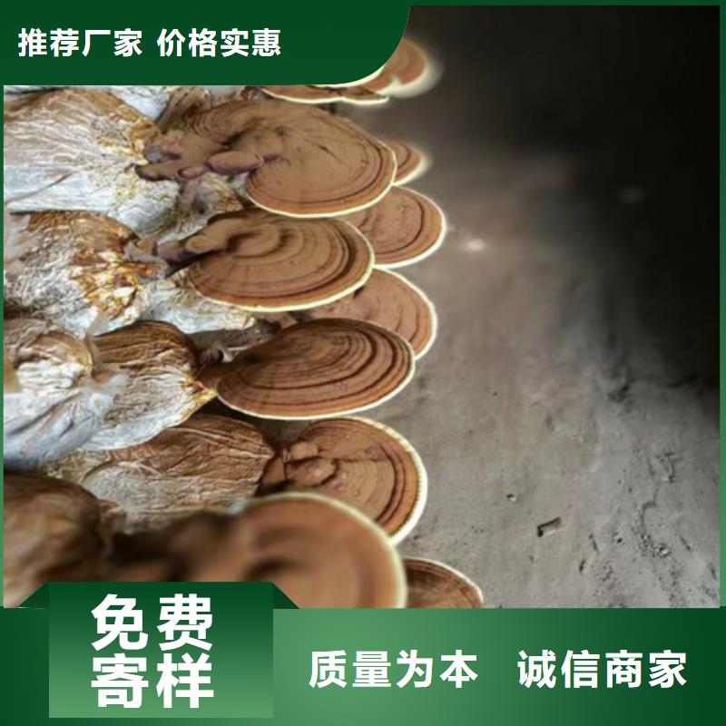 孢子灵芝哪家好