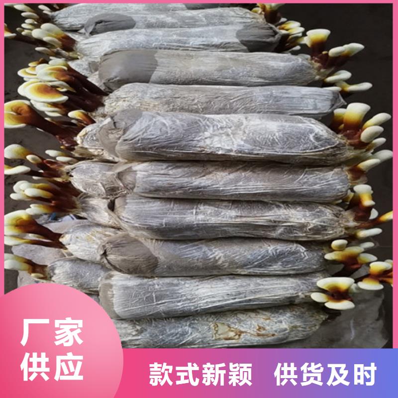 灵芝超微粉品种齐全