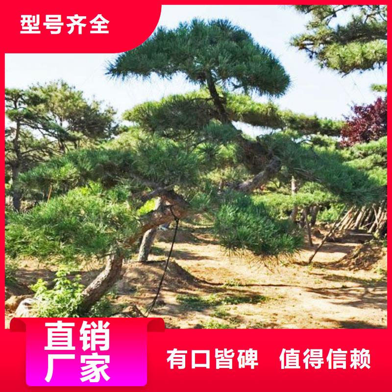 泰山迎客松远销海外