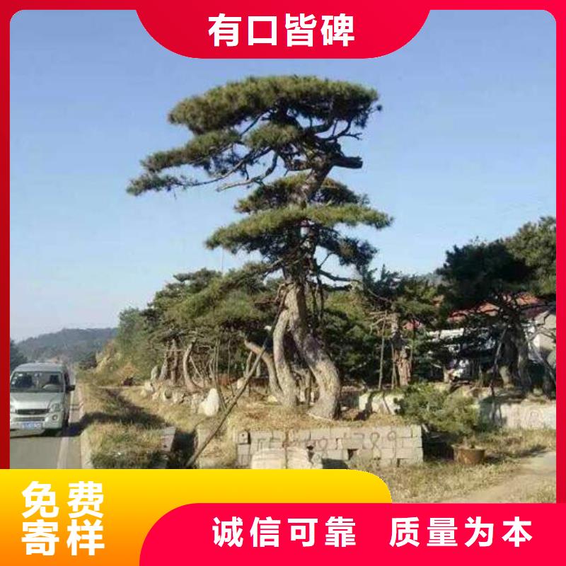 造型松海量现货