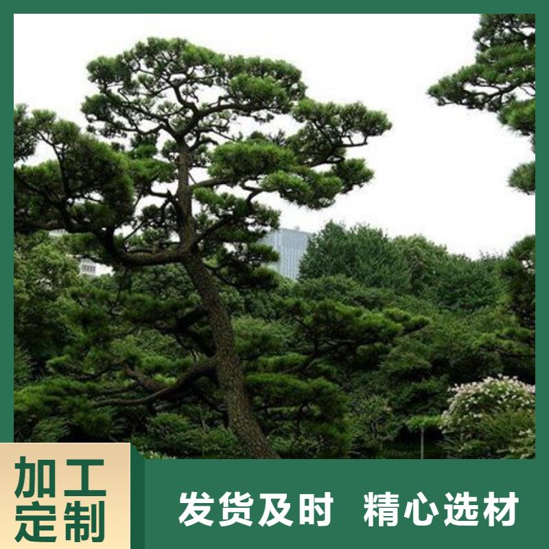 泰山迎客松-泰山迎客松省钱