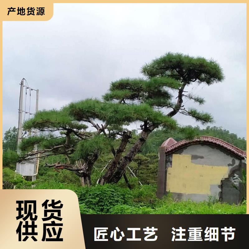 造型松,造型松基地厂家直发