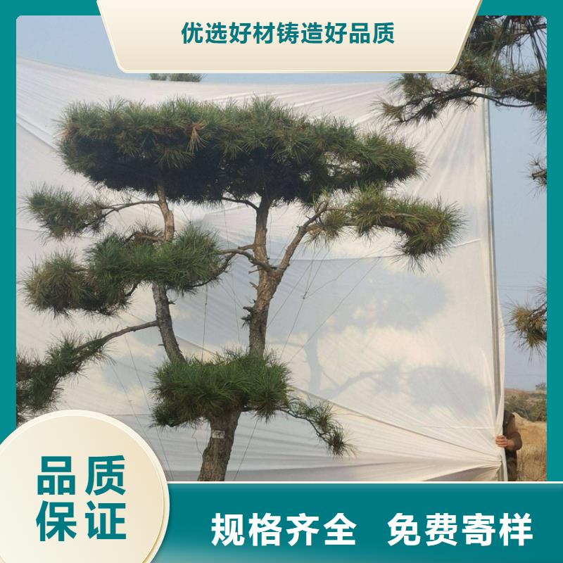 造型松树、造型松树厂家直销-价格实惠