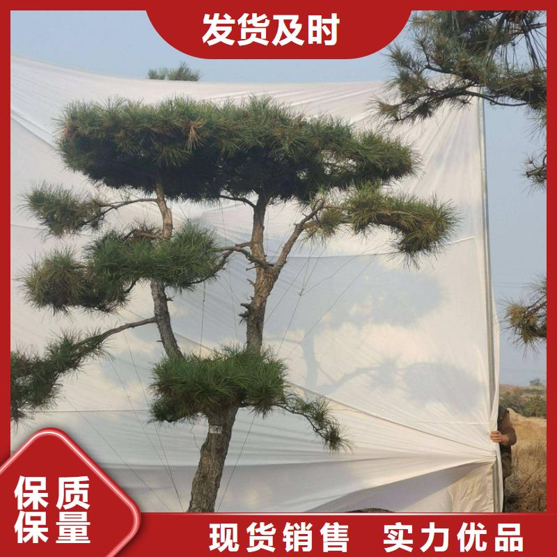 销售泰山松_生产厂家