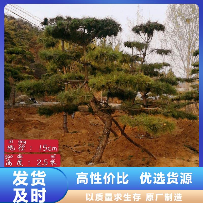 造型松厂家规格全