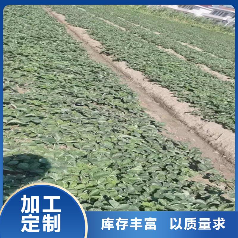 天仙醉草莓苗