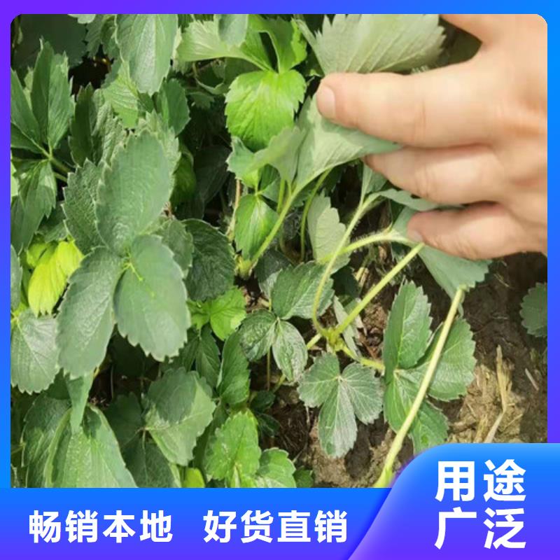 天仙醉草莓苗种植基地