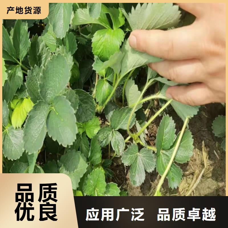 森嘎拉草莓苗几年结果