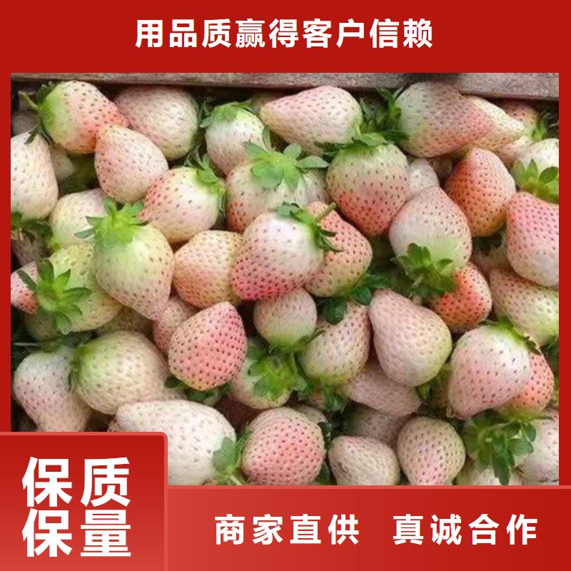 京郊小白草莓种苗