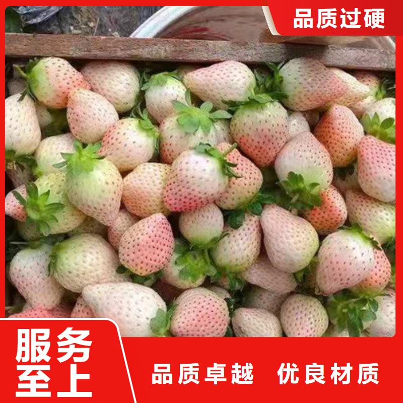 陵水县妙香7号草莓苗