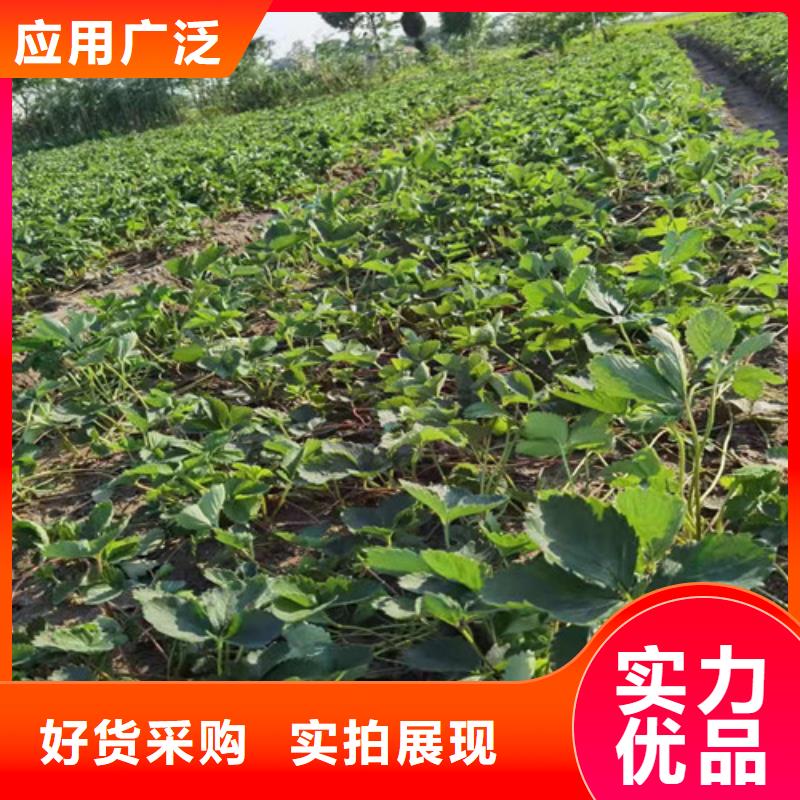 京郊小白草莓种苗