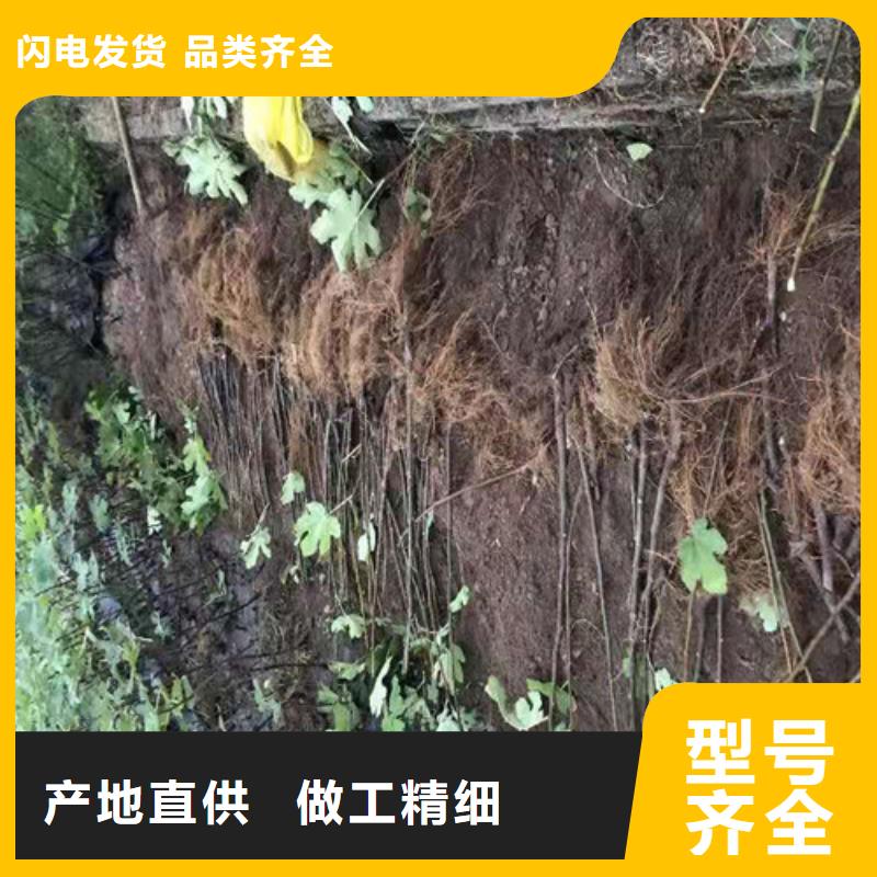 无花果花椒苗标准工艺