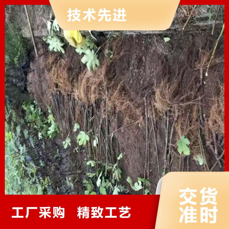 斯特拉无花果