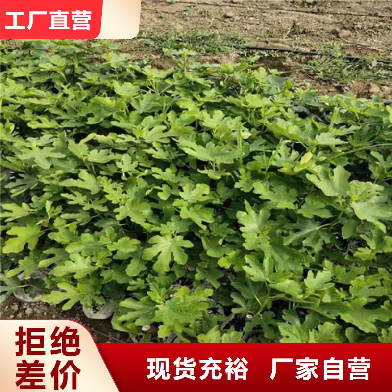 玛斯义陶芬无花果树品种