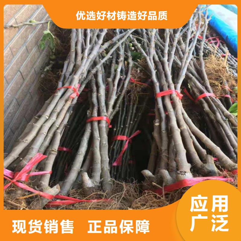 无花果花椒苗标准工艺