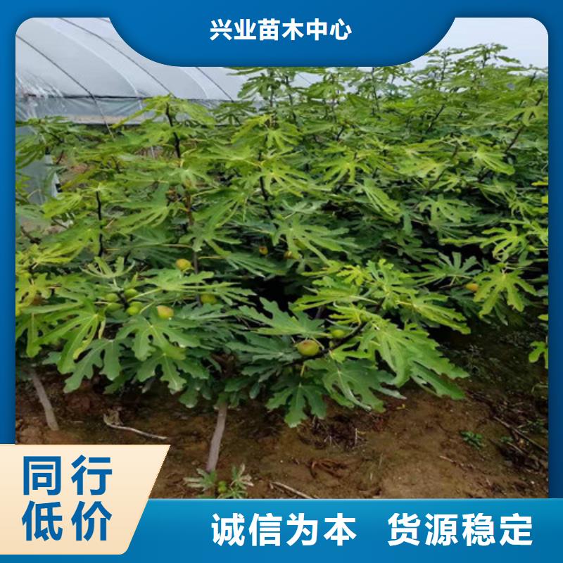 斯特拉无花果树苗