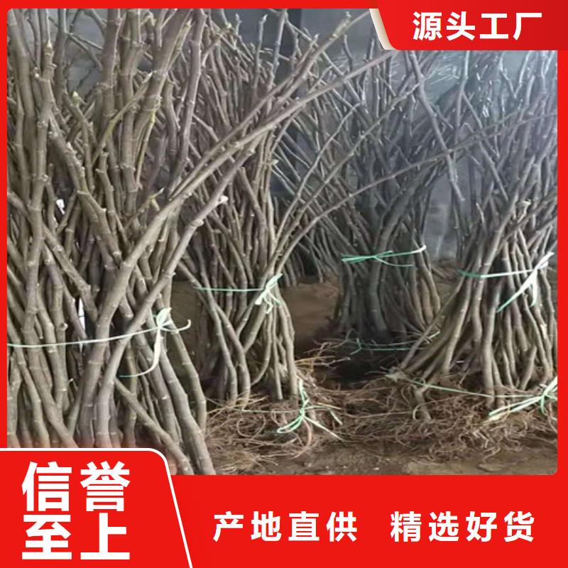 斯特拉无花果树苗