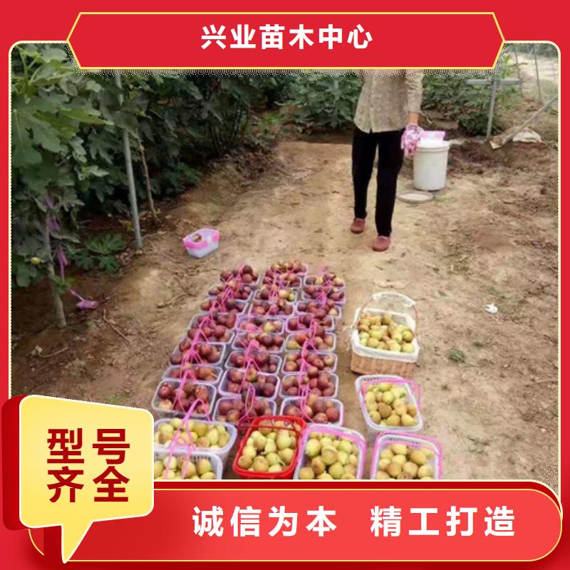 斯特拉无花果树苗