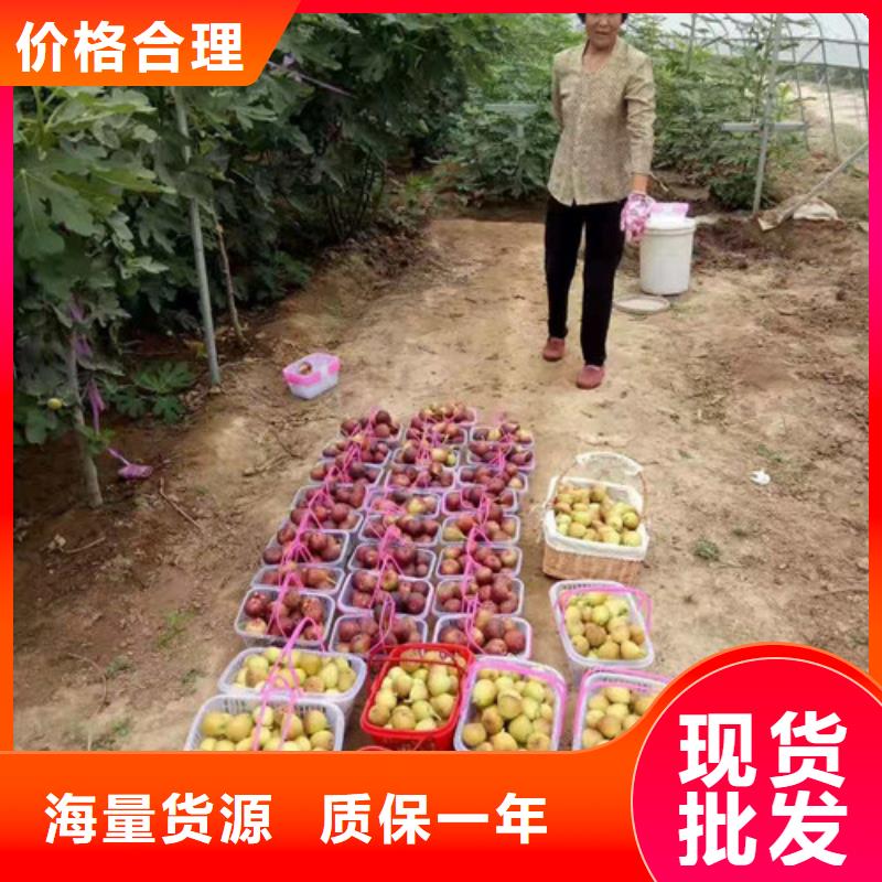 无花果_红颜草莓苗今年新款