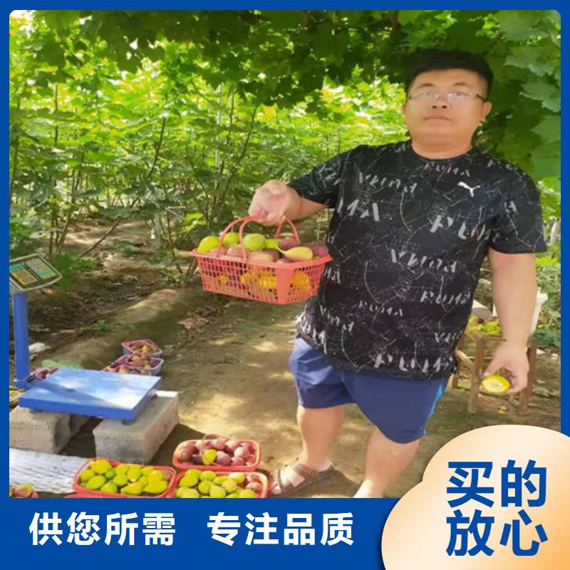 无花果_红颜草莓苗今年新款