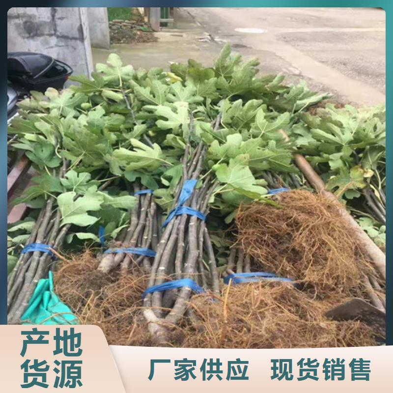 青花无花果树苗品种介绍