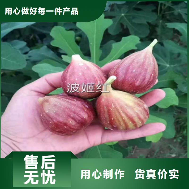 无花果_红颜草莓苗今年新款